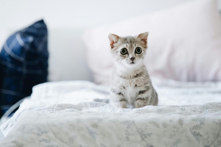 Gray and white kitten on white bed
