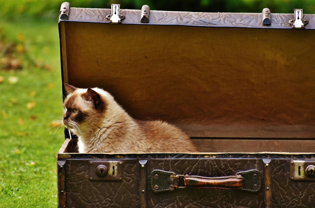 White and brown siamese cat inside chest box