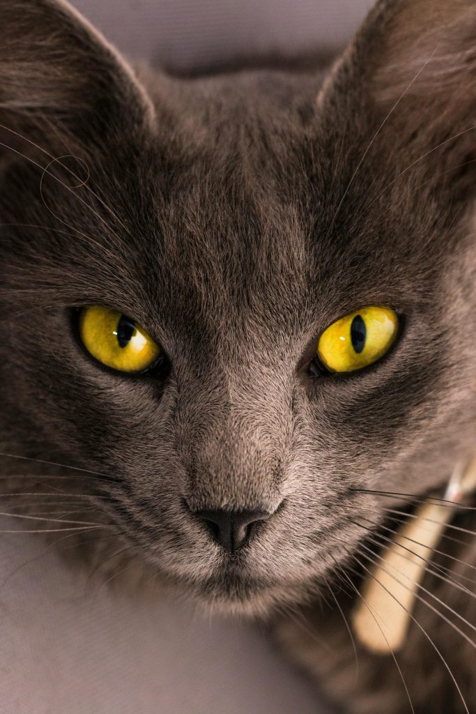 Black cat lying on gray surface