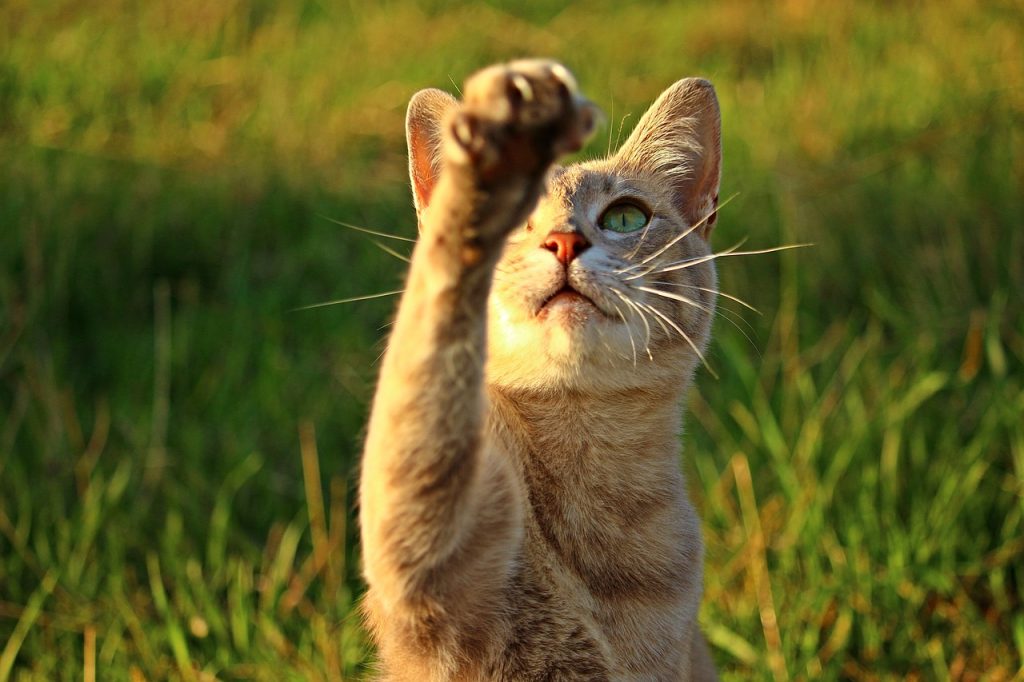cat, kitten, paw