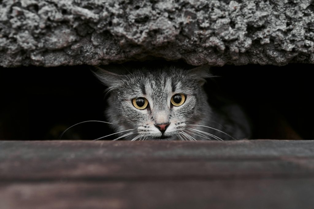 A gray tabby cat peeking