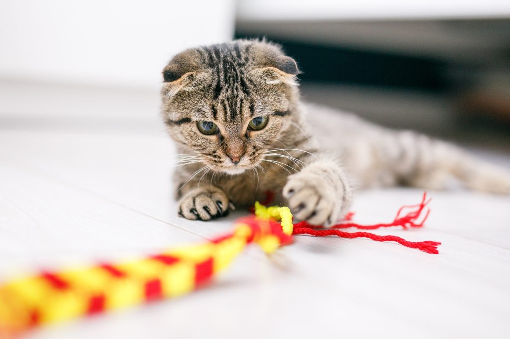 A Scottish lop-eared cat plays with ribbons on a light-colored wood floor.
