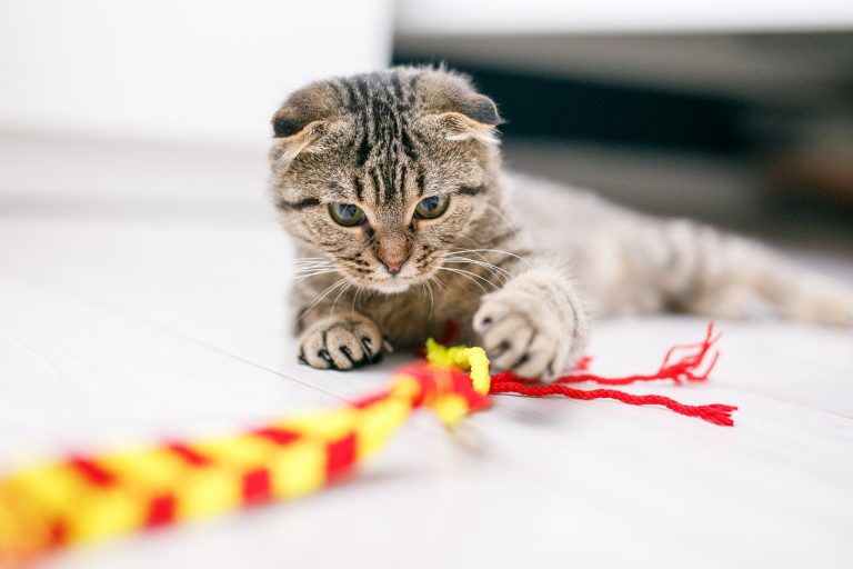 A Scottish lop-eared cat plays with ribbons on a light-colored wood floor.