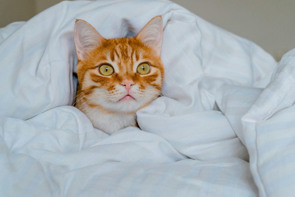 An orange cat wrapped in a white duvet