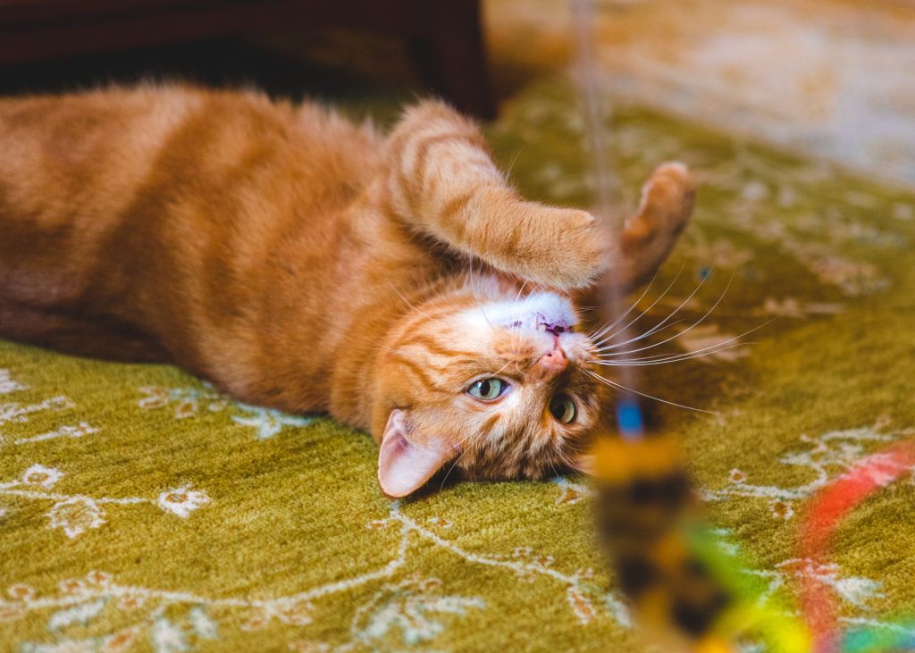 The Importance of Play: Enrichment Activities for Indoor Cats