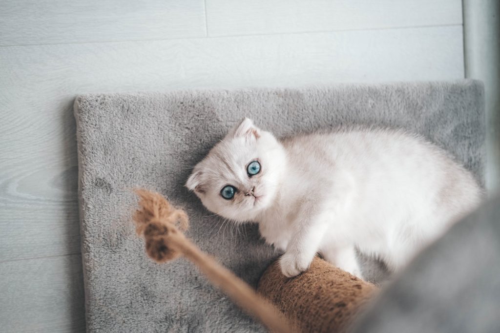 Close up of a cute scottish fold kitten playing with a scratching post.