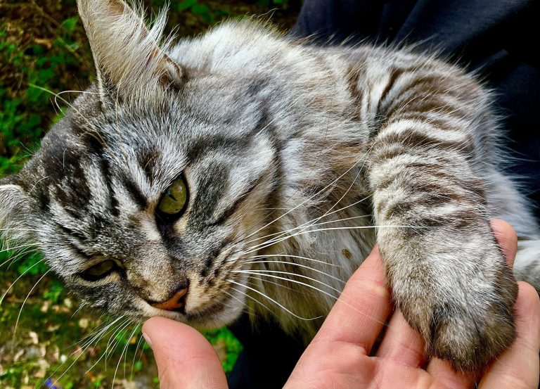 Old cat