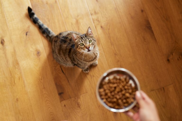 Cat waiting food at home