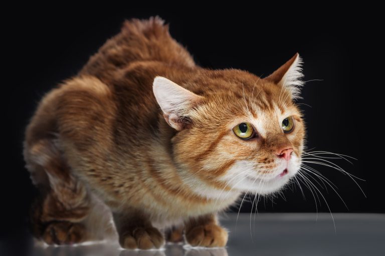 scared cute domestic red cat looking up on black