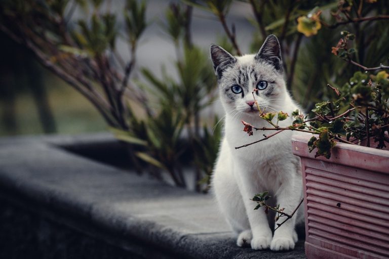cat, nature, pet