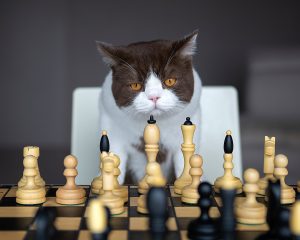 Feline Genius: Unveiling the Smartest Cat Breeds