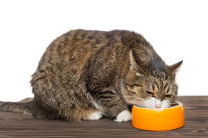 Grey cat eats food