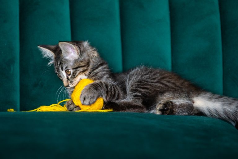 kitten plays with a ball of thread