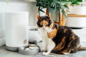 Well-fed multicolor cat waiting for food near smart feeder gadget with water fountain and dry food