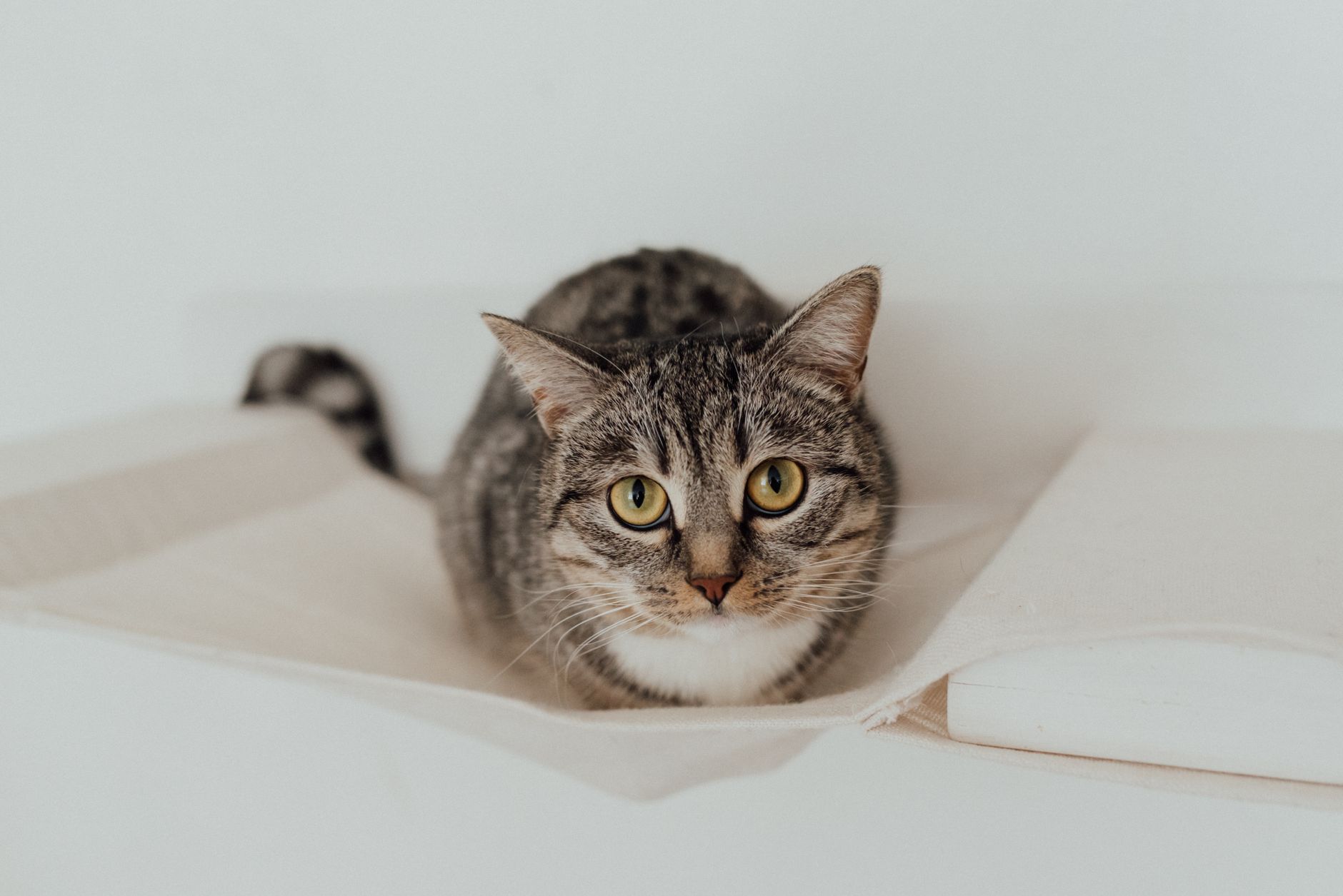 Understanding Feline Scent Marking: Why Headbutting and Bunting Means Total Devotion