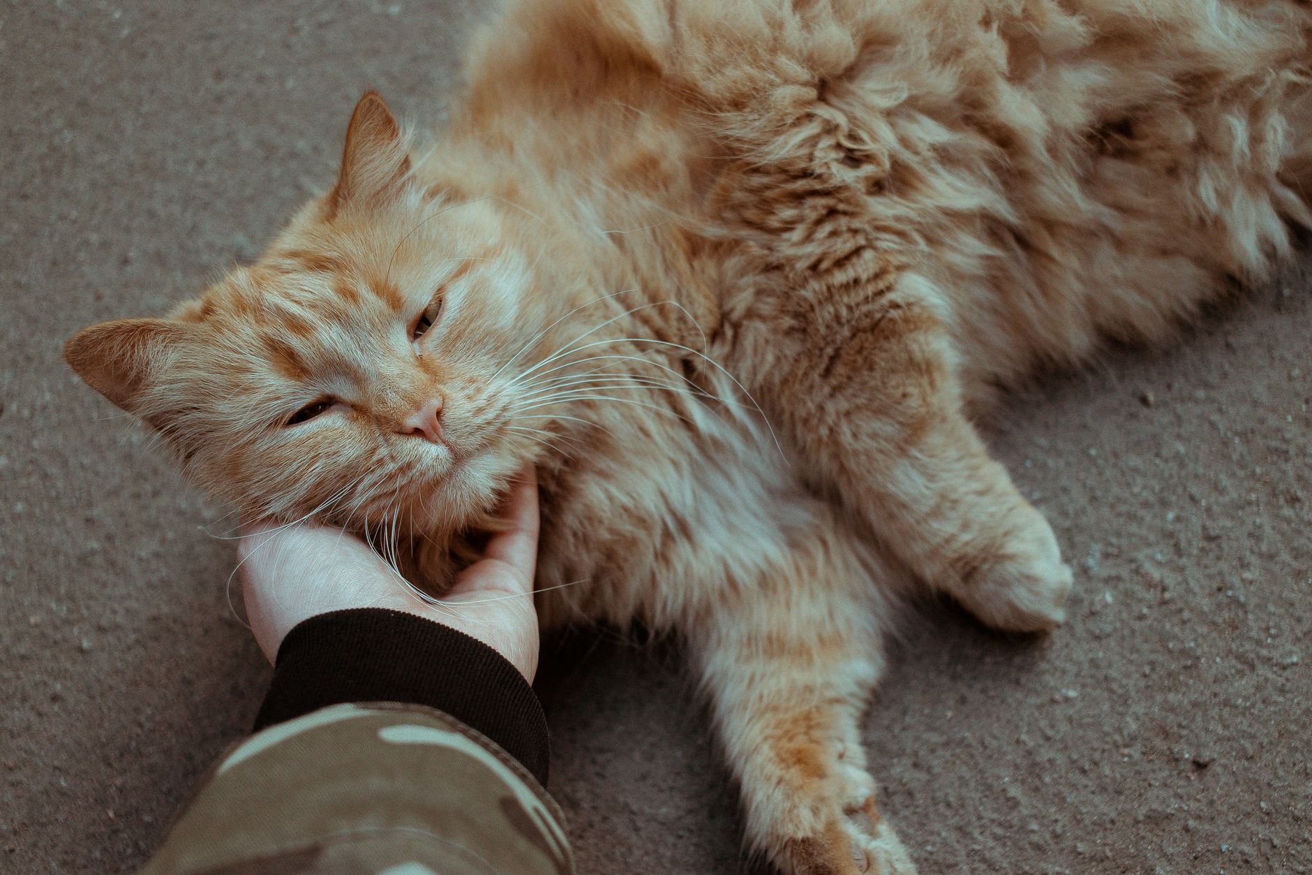 The Silent Language of Purrs: How Feline Frequencies Heal Bones and Relieve Human Stress