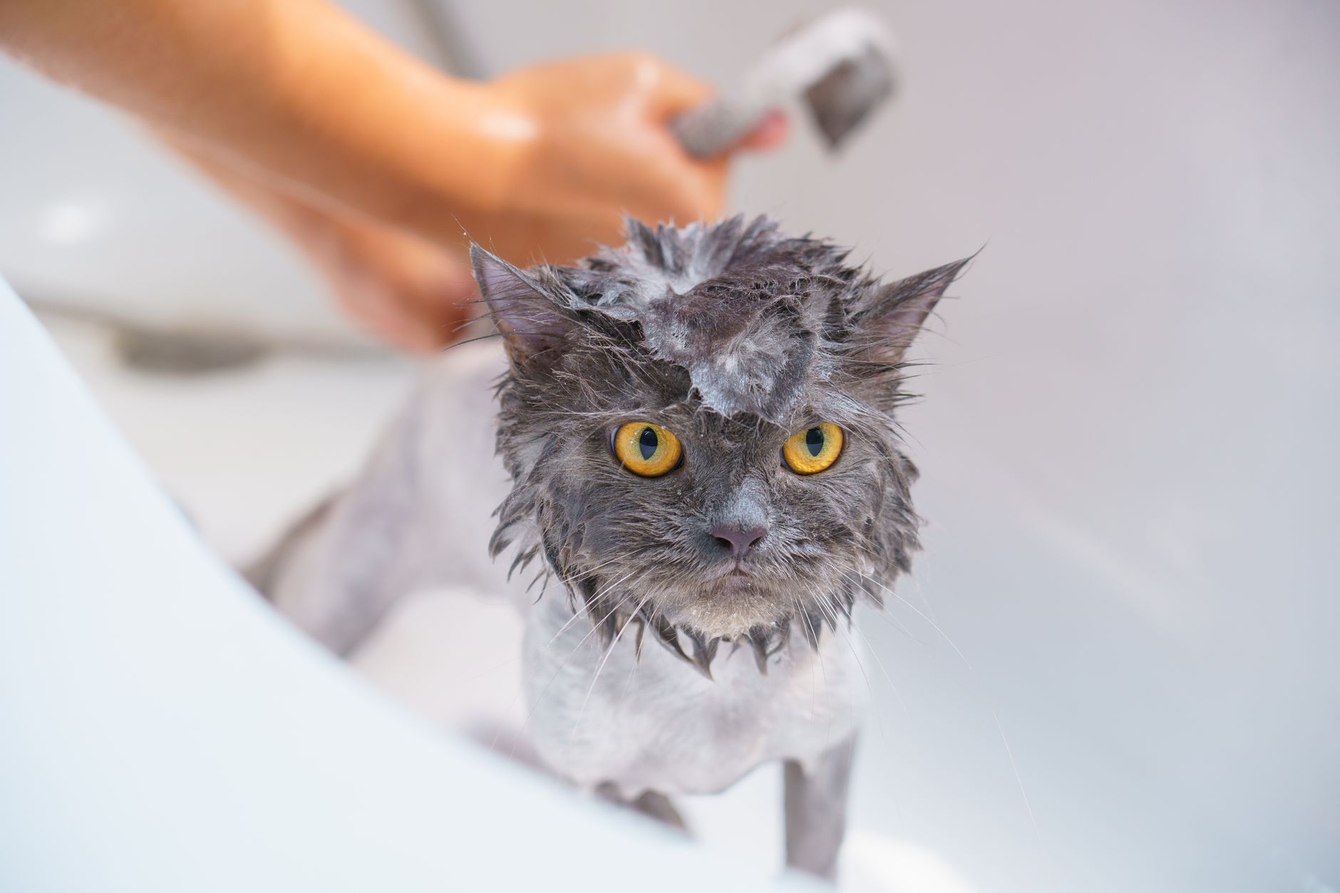 Natural Hairball Prevention: Dietary Fiber, Grooming Hacks & Holistic Solutions