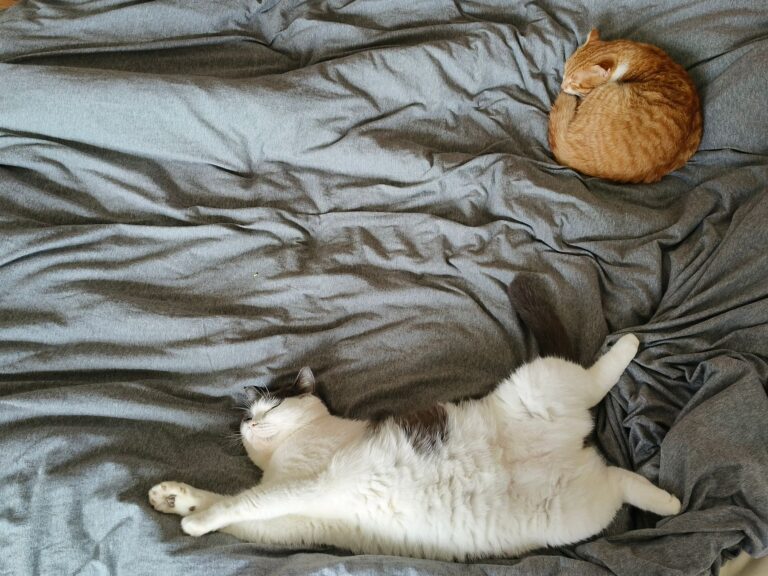 The Science of Feline Sleep: Decoding Your Cat's Sleeping Positions and REM Dreams