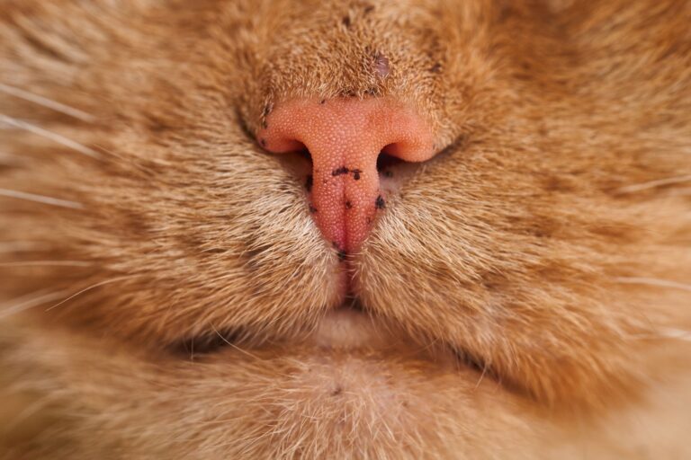 Whisker Fatigue in Cats: Why Your Cat Leaves Food on the Edges of the Bowl