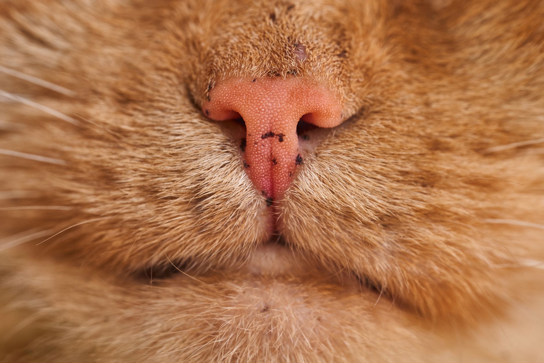 Whisker Fatigue in Cats: Why Your Cat Leaves Food on the Edges of the Bowl
