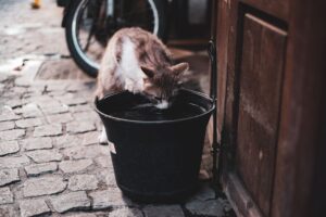 The Ultimate Guide to Feline Hydration: Why Running Water Protects Cat Kidneys