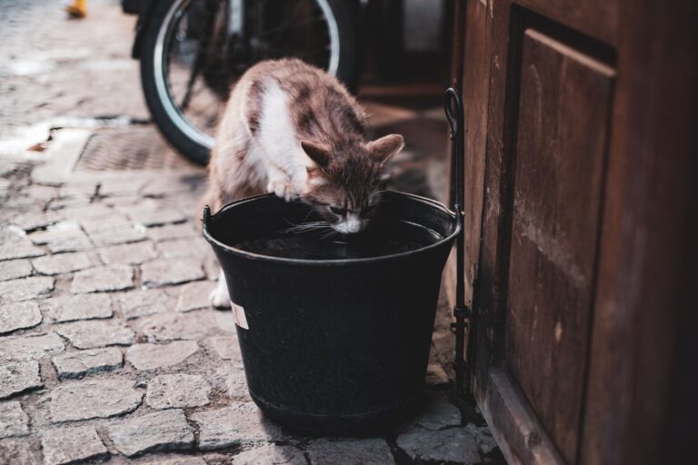 The Ultimate Guide to Feline Hydration: Why Running Water Protects Cat Kidneys
