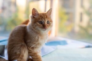 Mindful Feline Living: Guide #9256 to Indoor Cat Happiness