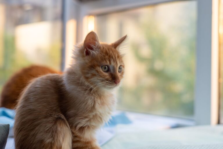 Mindful Feline Living: Guide #4554 to Indoor Cat Happiness